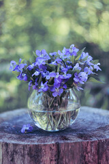 Close-up bouquet of forest violet in round glass vase on stump, selective focus