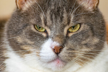 close-up portrait of a fat angry gray domestic cat. cranky cat.
