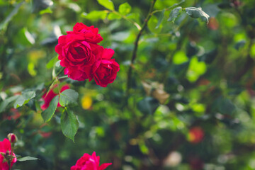 Red roses blooming in summer garden. Sunlight, soft selective focus, blurred background, copy space