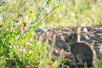 Wild baby European rabbit look at camera and pink purple wildflowers