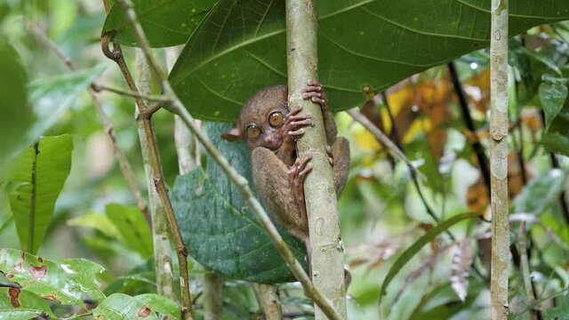 Tarsier hanging on a tree in the Philippines