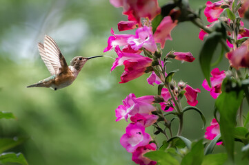 Rufous Hummingbird Tongue  - 355041770
