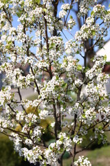 Cherry blossom on a farm. The sky is blue.