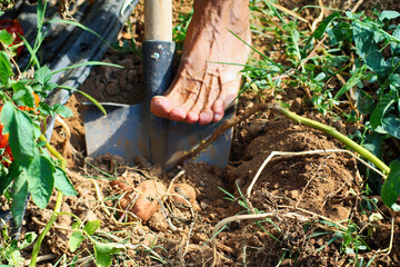 Fototapeta premium Raccolta patate