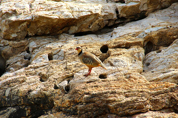 Partridge on the Rocks