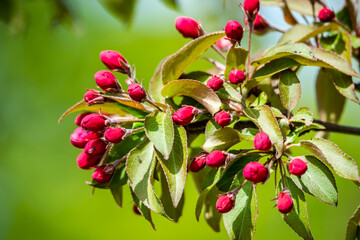 Obraz premium Redbuds of the apple tree