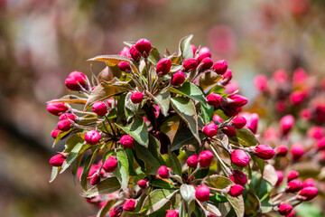 Redbuds of the apple tree