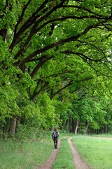 Fototapeta na wymiar A man walking alone down an alley of very old oak trees. Kampinoski National Park, Poland, Europe.