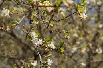 Blooming plum tree, plum tree branch covered with white flowers and foliage background.