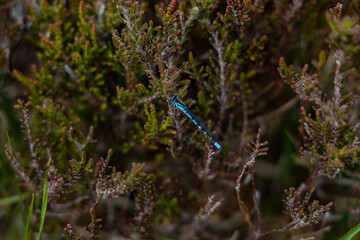 Damselfly resting on bog land heather, Glens of Antrim, County Antrim, Northern Ireland
