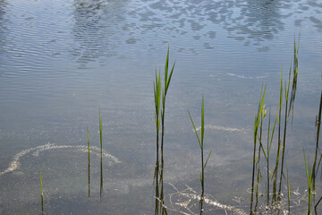Am See in Laax in der Schweiz im Mai 2020
