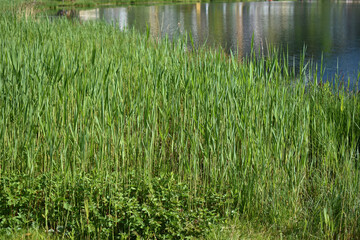 Am See in Laax in der Schweiz im Mai 2020