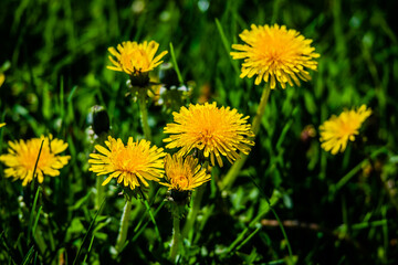 Dandelions in the meadow sunny springtime day 