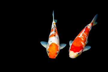 Fancy carp swimming in a pond. Fancy Carps Fish or Koi Swim in black background, Movement of Swimming and Space.