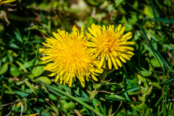 Dandelions in the meadow sunny springtime day 