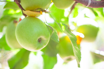 Apple tree with fruits in sunlight 