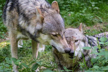 Naklejka na ściany i meble Domestic wolves of Franconian Switzerland