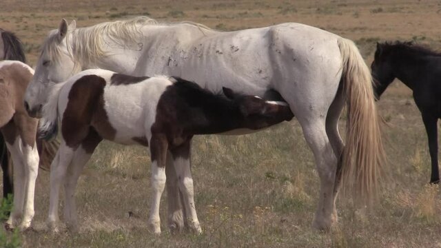 Wild Horse Mare and Foal in the Utha Desert