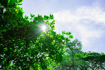 Sunlight shine through green leaves tree with blue sky background , Bottom view of green tree, Beautiful nature view of tree in summer, Green leaves in rain forest in Thailand