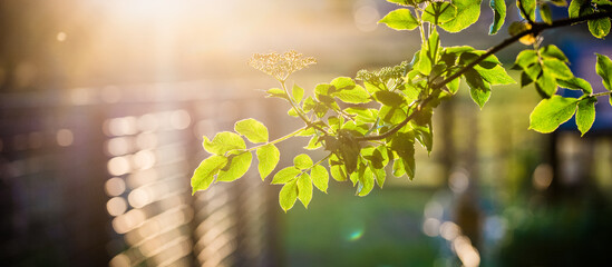 green leaves at sunset background