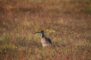 whimbrel in a field