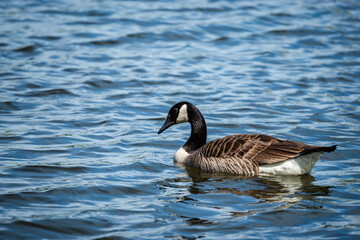 Geese activities in the springtime