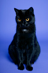 Black cat on blue background. Friday the 13th