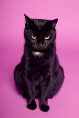 Black cat on a pink background. Friday the 13th