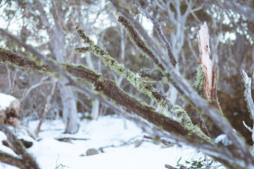 Snow gum tree in a snowy day