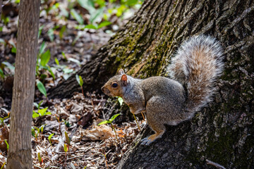 Squirrel in the city park