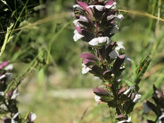 bee on a flower