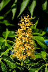 Horse Chestnut flower in springtime