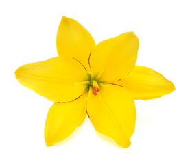 Fototapeta na wymiar Beautiful lily flower yellow isolated on white background