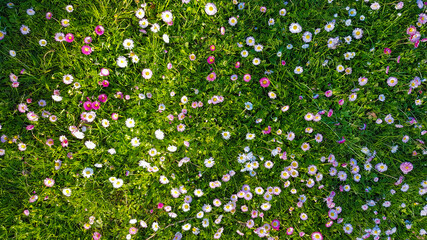 Green sunny meadow with colorful wild flowers