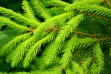 Beautiful background with branches and needles of spruce. Christmas tree, winter, summer