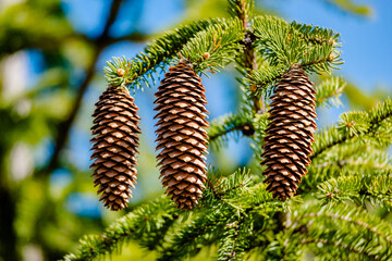 Cones on a tree in the springtime 