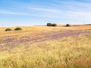 Natural landscape of a blanket of purple flowers surrounded by dry yellow grass and a recently mowed area