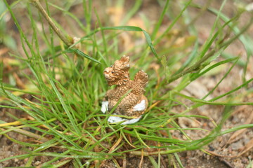 Obraz premium Dragon little 