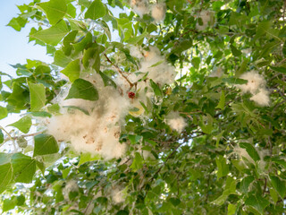Vilano white fluff on the branches of a poplar Populus, method of reproduction of these trees and...