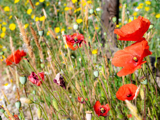 Background of poppies Papaver rhoeas surrounded by plant buds and pretty yellow flowers