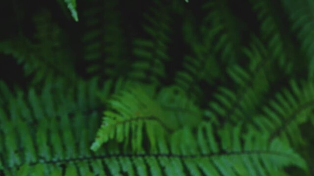 Ferns in tropical forest. Close-up natural leaf pattern texture. Green fern plant leaf.