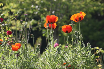 Field of  poppy flowers with backlight effects.