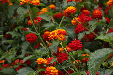 yellow and red flowers in a plant garden in early spring
