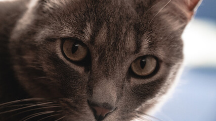 close up portrait of a cat