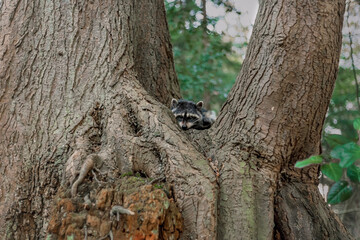Raccoon in a tree