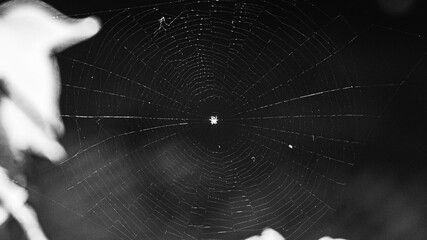 spider web with dew