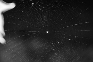 spider on web