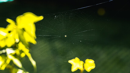 yellow flower and spider