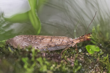 Grasshopper