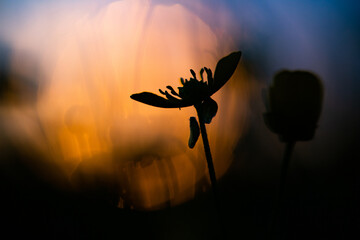 abstract background flowers at sunset